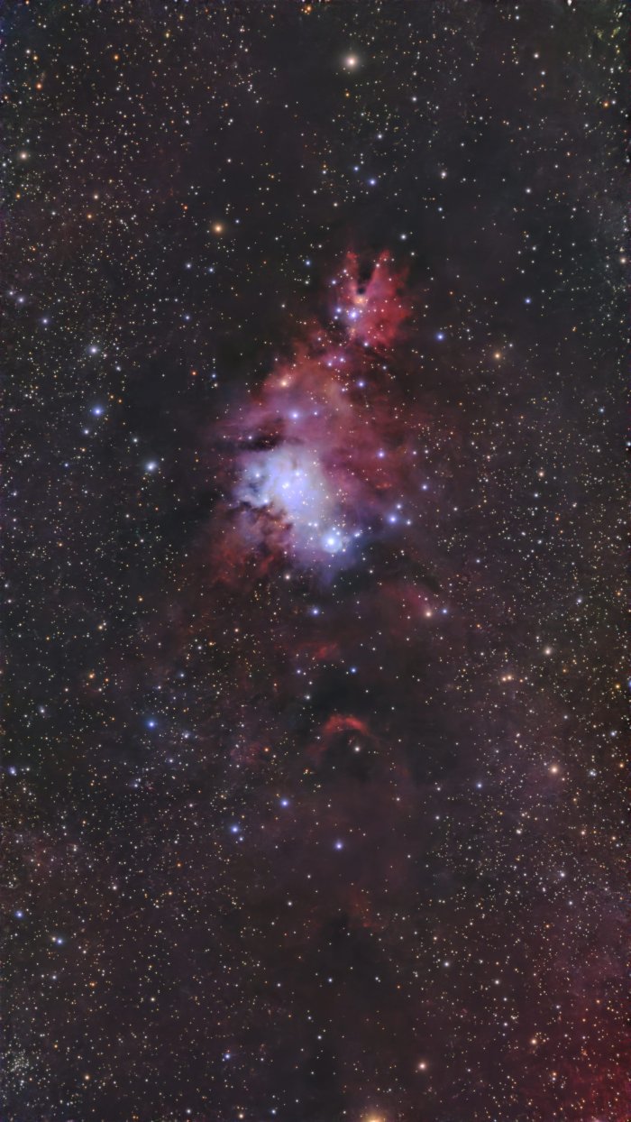 NGC 2264 Christmas Tree Nebula